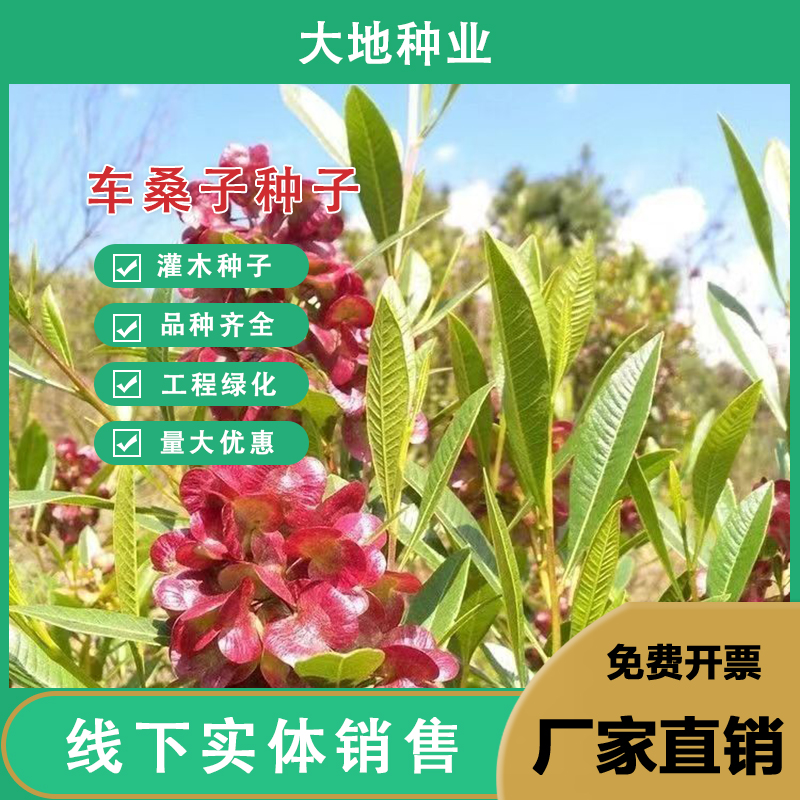 灌云县车桑子种子坡柳种子明油子边绿化矿山恢复绿固沙保土树种耐寒耐旱