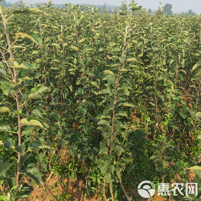 爱妃苹果苗矮化苹果苗  嫁接苹果苗基地