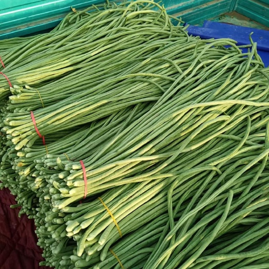 滑县青条长豆角，60到70公分，直条货源充足，
