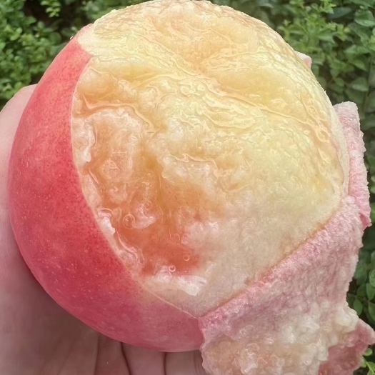 无锡无锡阳山水蜜桃之乡