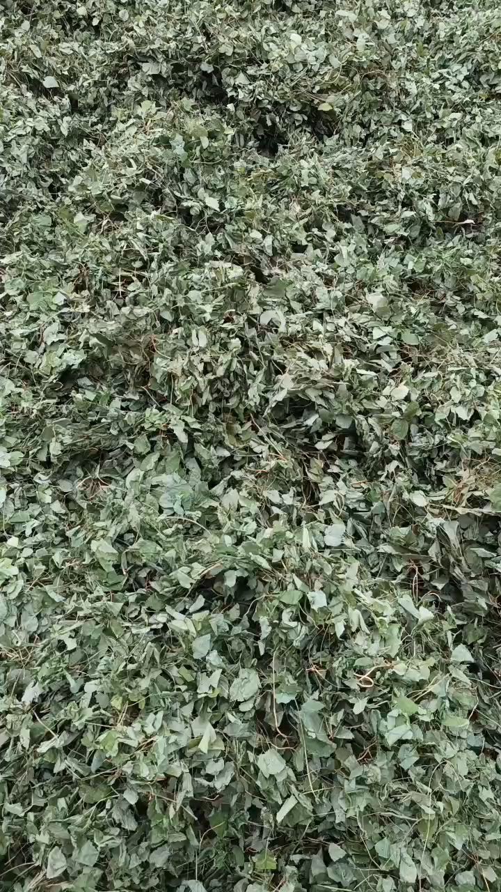 甘肃祛大支叶片，淫羊藿