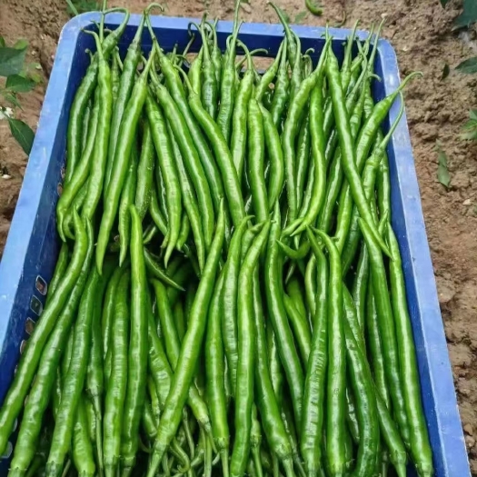 成县鲜辣椒 二荆条