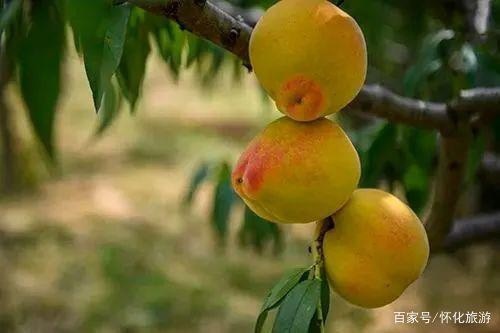 溆浦县湖南怀化老湾锦绣黄桃