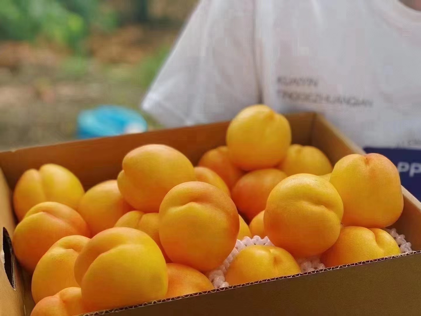 平谷黄油桃脆甜爽口新鲜