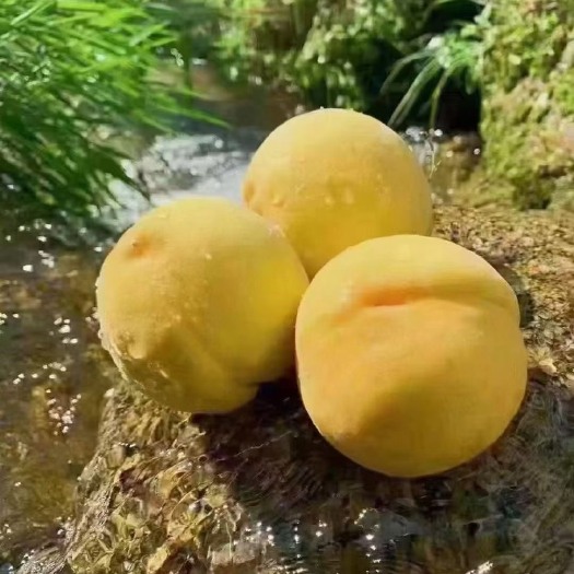 炎陵县炎陵高山锦绣黄桃