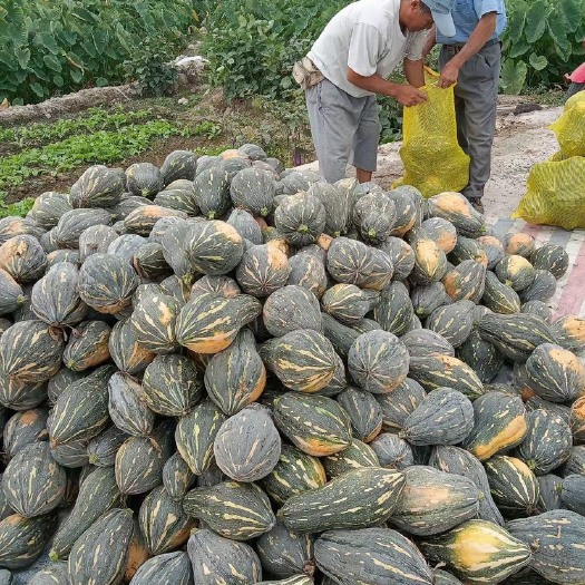 翁源县香芋南瓜粉糯香甜。大量上市中可对接市场电商，产地直发有量有价