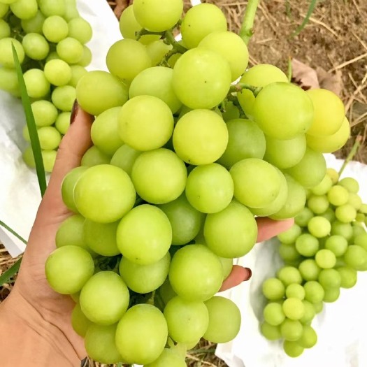 象州县阳光玫瑰葡萄