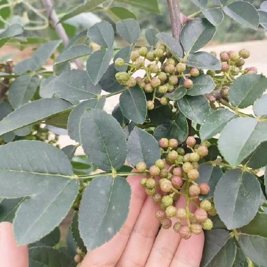 绥阳县本地大红袍花椒，自带清香，颗颗饱满，麻香味很足