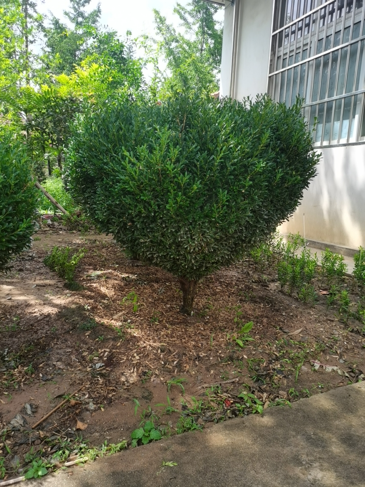 雀舌黄杨 直径1.2米，高1.5米。 ，未修剪