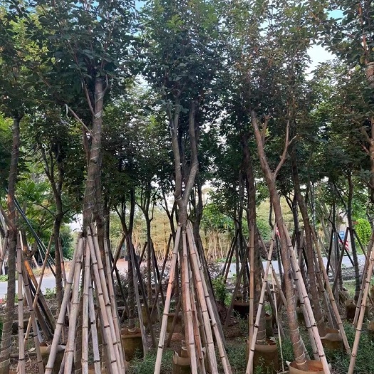 揭阳8分-10分骨架黄花风铃木