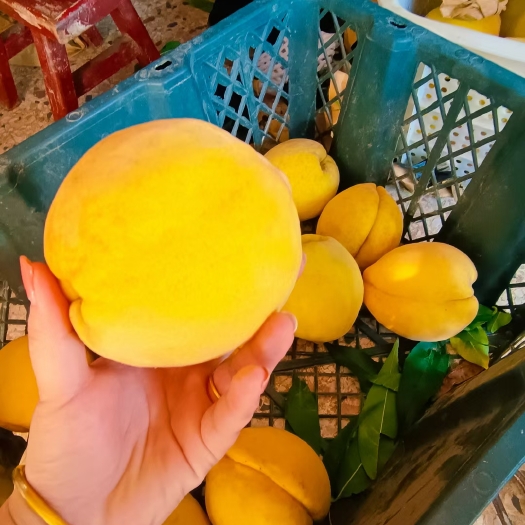 洪湖市湖北锦绣黄桃