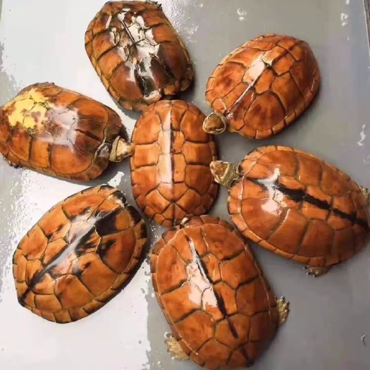 台山市石金钱龟