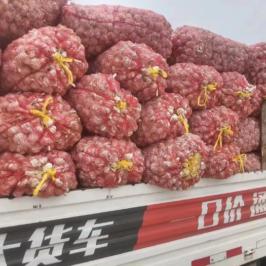松滋市大蒜，5000吨