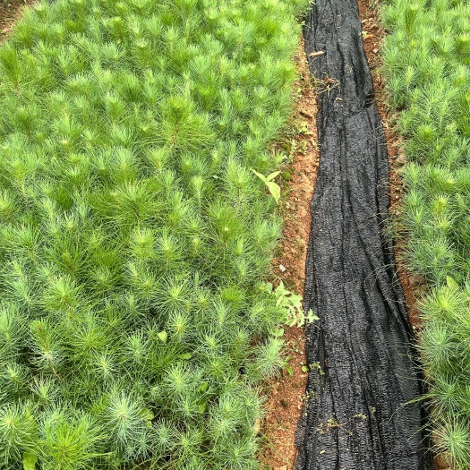 云南松 产地直供 自产自销 苗木花卉 工程对接等 量大从优