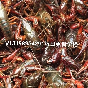 洪湖市清水原味小龙虾，液氮清水速冻虾，小虾中虾大虾全规格