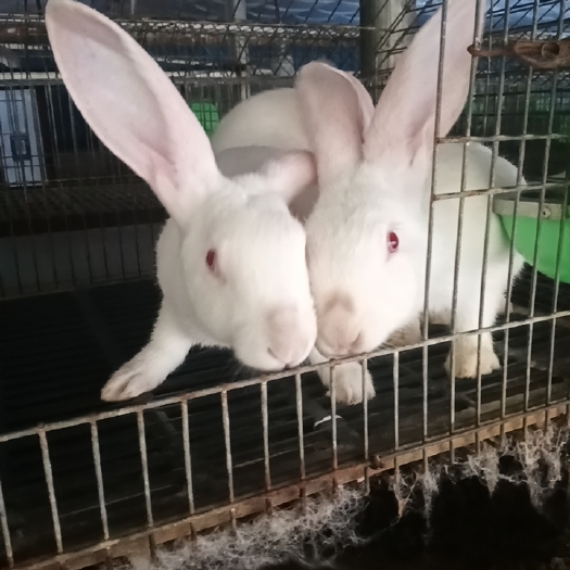 出售幼兔，青年兔，成年兔，种兔