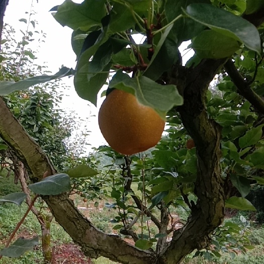 锦屏县黄花梨，个大、味甜略带酸。金秋梨，个大味甜易化渣。