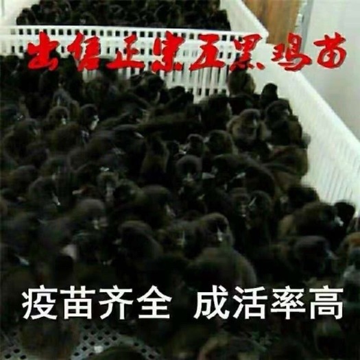 广州纯种五黑鸡乌骨鸡幼苗产蛋绿壳蛋鸡活体五黑一绿黑乌鸡现货小鸡