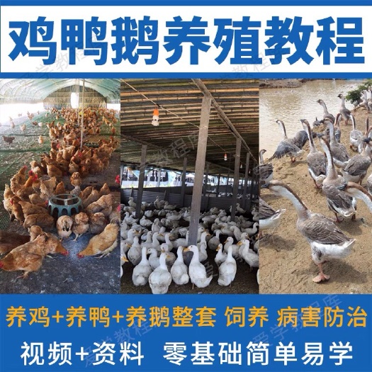 聊城养鸡养鸭养鹅视频教程农村创业家禽养殖技术培训课程疾病防治教学