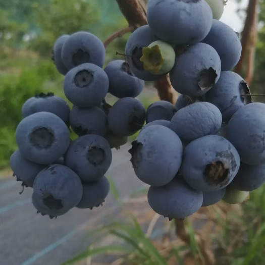 连云港蓝莓鲜果