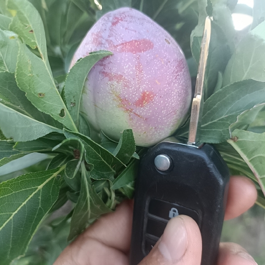 白城桃形李吉盛