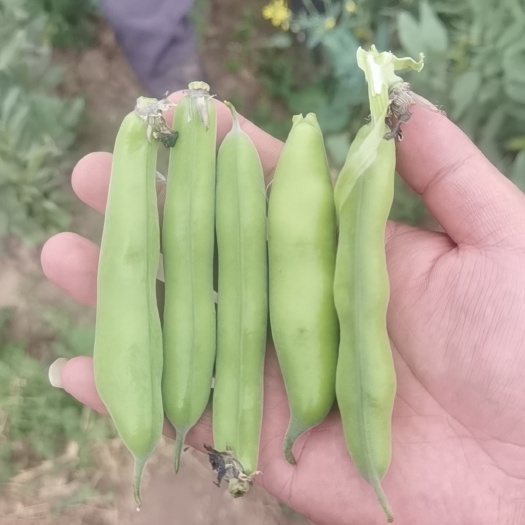 新鲜蚕豆