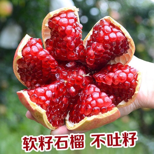 会理市突尼斯软籽石榴