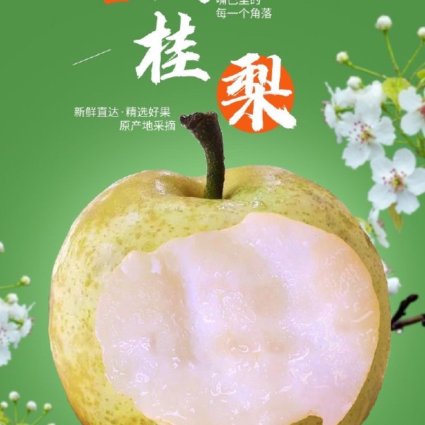 上饶广丰天桂梨 个大饱满皮薄汁多 天桂梨为砂梨系中高品质