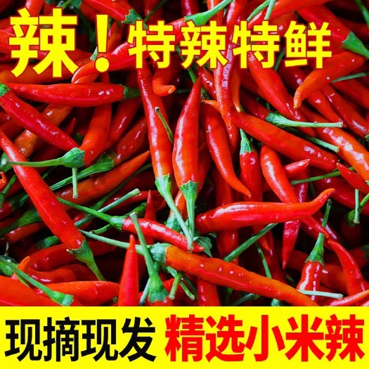 宜良县新鲜小米椒特辣小米辣鲜椒朝天椒红辣椒厂地5斤直销泡椒蔬菜代发
