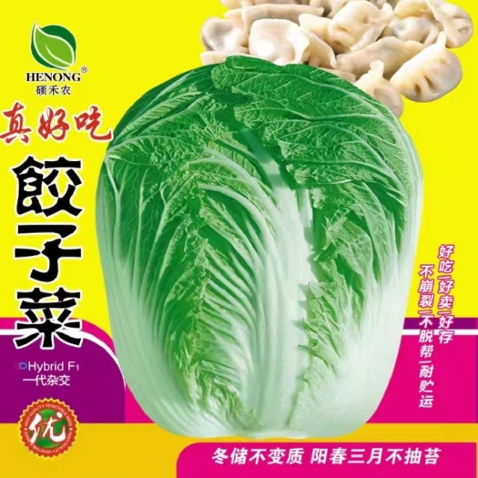 东莞市真好吃饺子菜大白菜种子饺子菜火锅菜白菜种籽包头菜籽蔬菜种孑