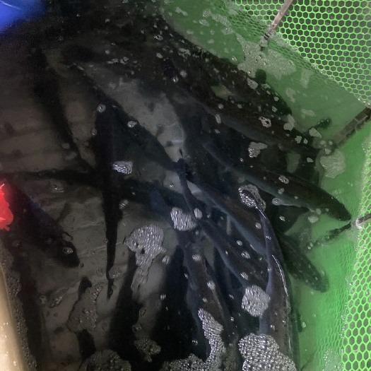 广州海鲈，每天新货，