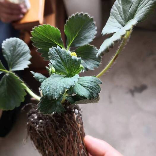 泰安奶油章姬穴盘草莓苗价格红颜草莓苗基地