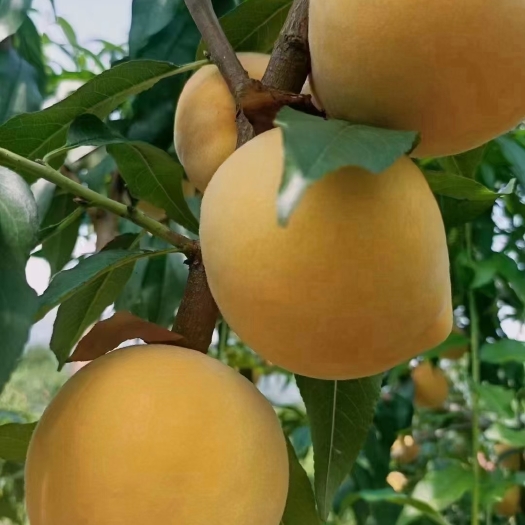 屏山县锦绣黄桃