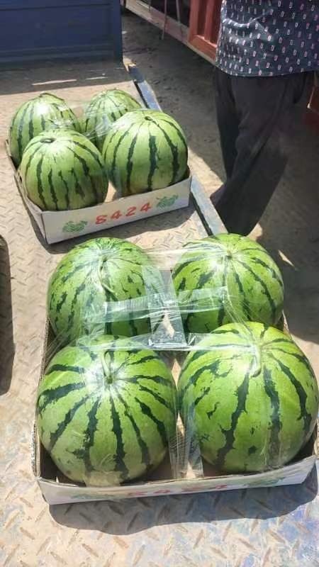 宜城市湖北精品大棚无籽美都成熟了，耐运输，糖度高，代发全国