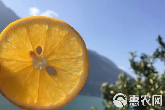 「夏橙」商用榨汁果，酸甜适宜，多汁肉脆，汁水充沛，耐高温储存