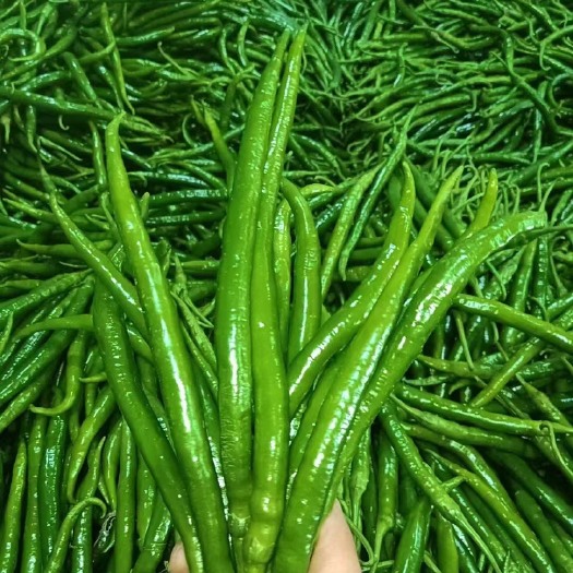 成县精品￼二荆条￼