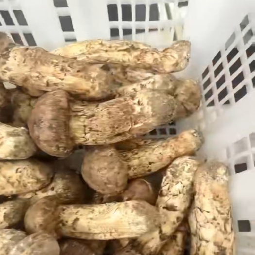 依兰县东松茸