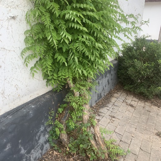 青州市凌霄树，凌霄花