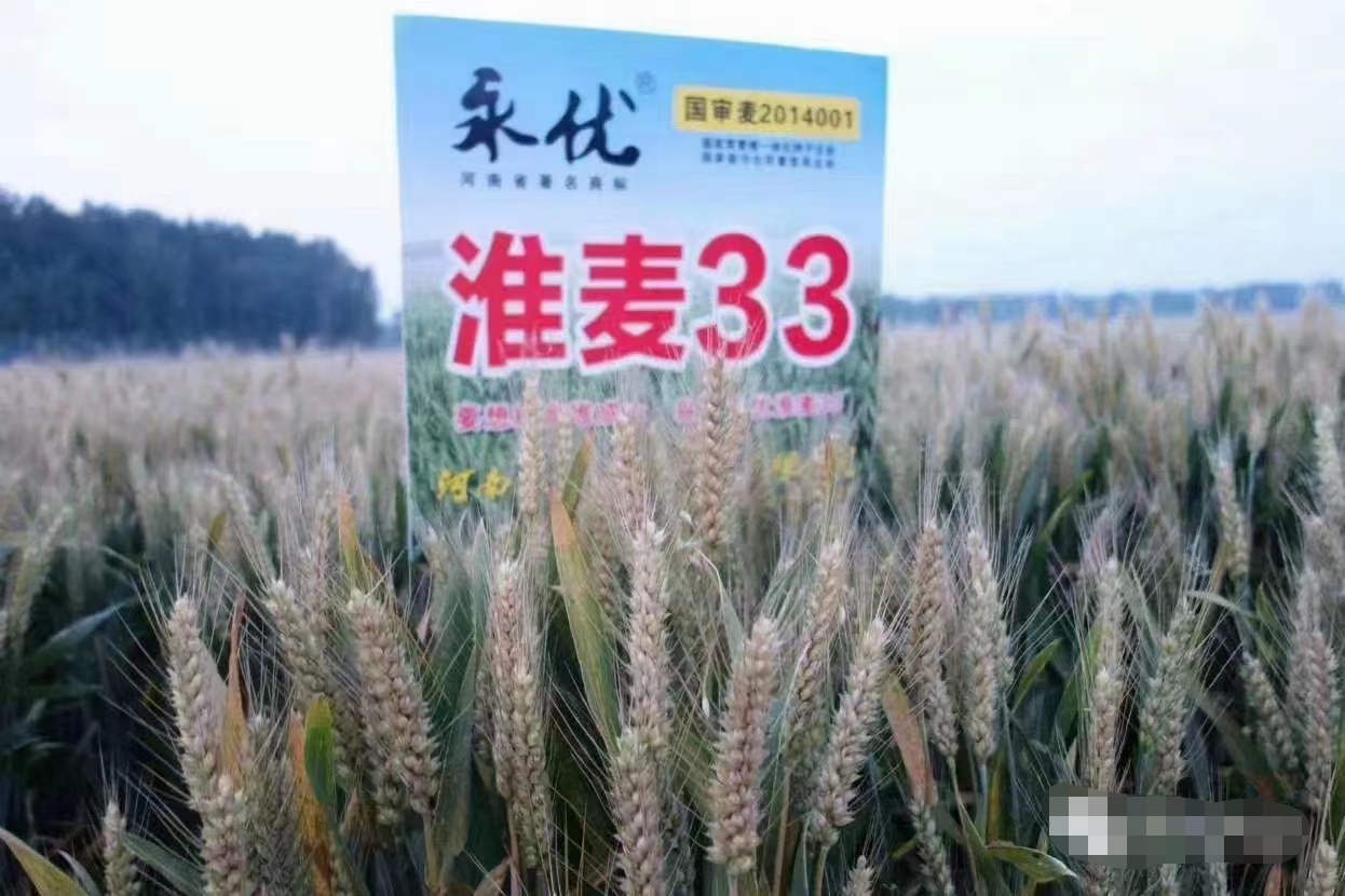 百农207 抗倒抗病抗倒春寒 穗大落黄好 耐冻耐寒耐盐碱！