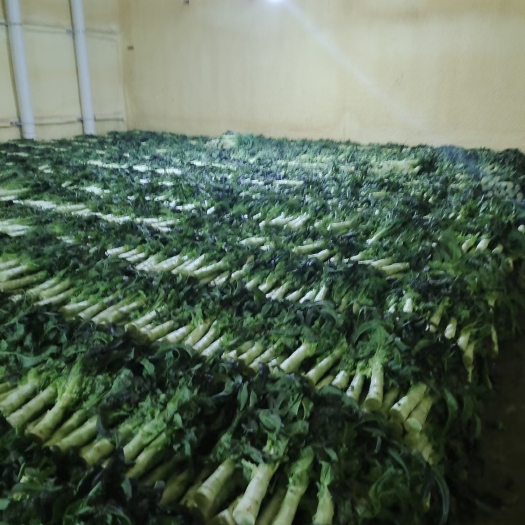 永登县精品莴笋需的联系