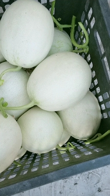 西昌黄水自家种植甜瓜