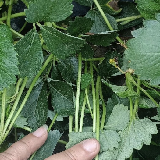 沭阳县直销优质草莓苗 可视频选苗  品种齐全！！物美价廉 欢迎选购
