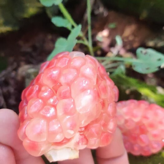 蒙自市云南蒙自甜石榴 现摘老树薄皮籽软汁多 价钱美丽