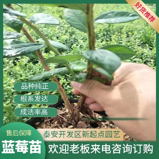 泰安L25蓝莓苗基地绿宝石蓝莓苗 莱克西蓝莓苗批发