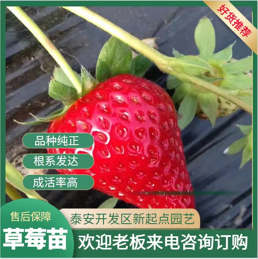 泰安红颜草莓苗价格 10~20公分 矮粗壮草莓苗现挖苗现发货
