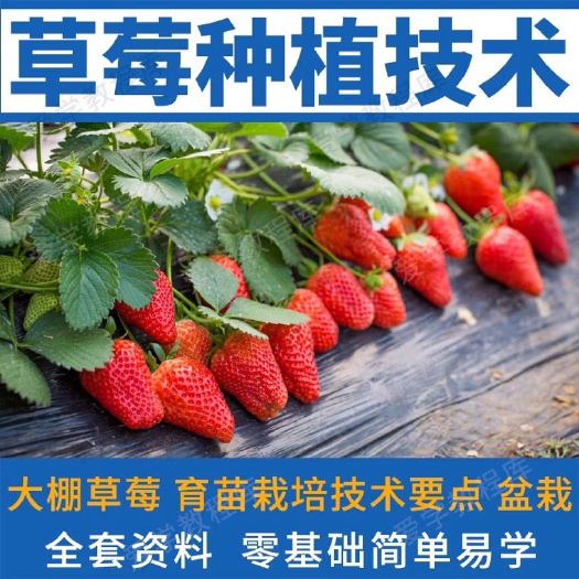 聊城草莓种植技术全套视频教程科学培训方法经验大棚栽培种植管理技术
