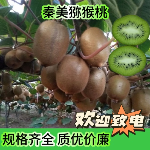 秦美猕猴桃