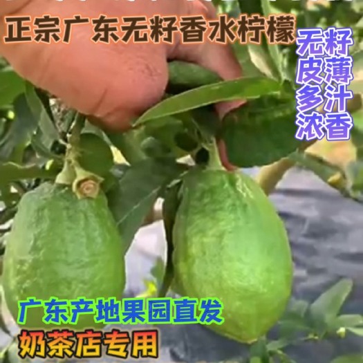 廉江市正宗广东四季无籽香水柠檬