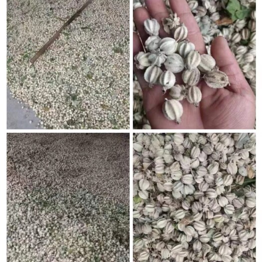 绛县翅果油种8