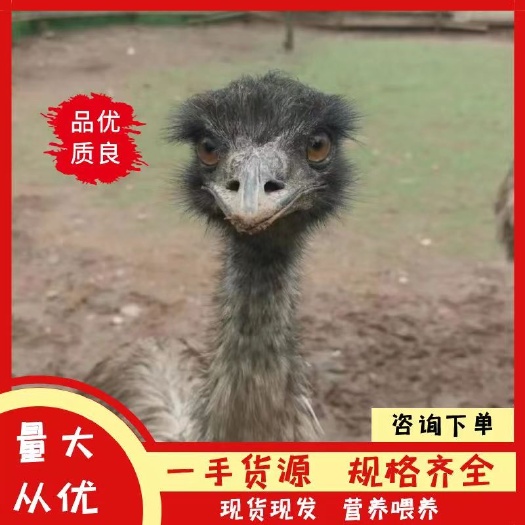 乐平市鸵鸟
